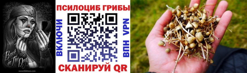 Псилоцибиновые грибы Psilocybe  закладка  omg   Чусовой 